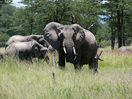 Elefanten Malawi